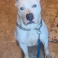Female XL Bully