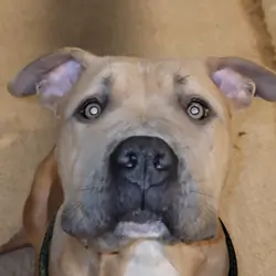 Female Tri XL Bully