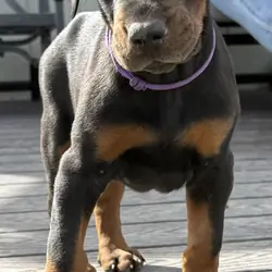 European Doberman Puppies