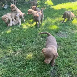 Chesapeake Bay Retriever