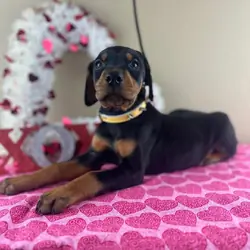 Doberman Pinscher