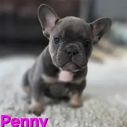 French Bulldog Puppies