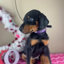 Doberman
