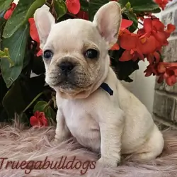 French Bulldog Puppy