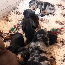 Cute Dachshund puppies