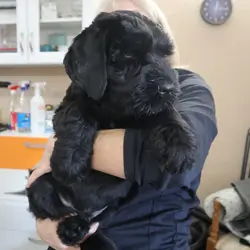 Black Russian Terrier Puppies