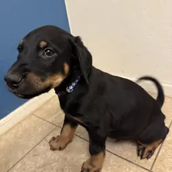Doberman/Lab-Airedale Mix Puppies