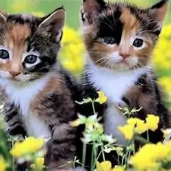 Kittens