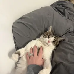 LOVING HOME NEEDED FOR SWEET CAT