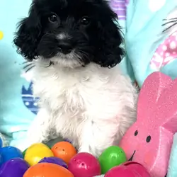 Cockapoo Puppies