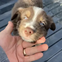 Miniature Australian Shepherd