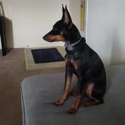 Miniature Pinscher puppy