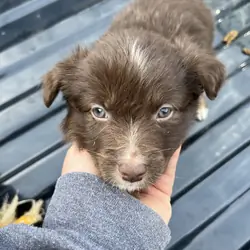 Miniature Australian Shepherd Litter