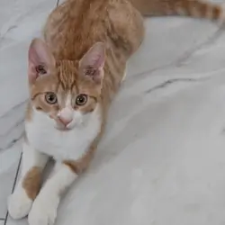 5 months orange American short hair kitten.