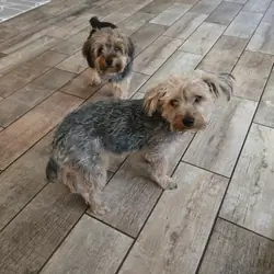 Yorkie Poodle Mix (male)