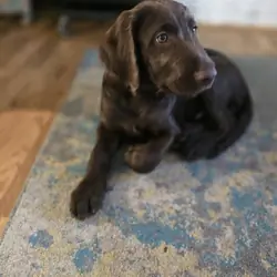 🚨 Fully Trained 6-Month-Old Chocolate Doodles