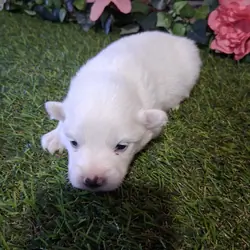 Puppies