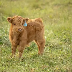 Meet Your New Mini Cow