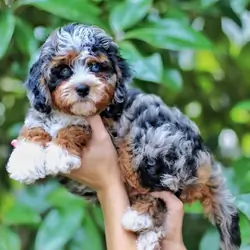 Bernedoodle puppies