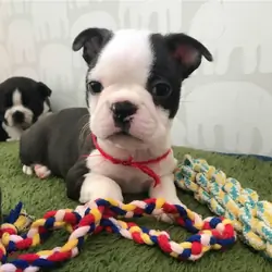Boston Terrier puppy ready to go now