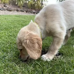 AKC GOLDEN RETRIEVERS
