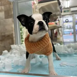 Adorable Boston Terrier