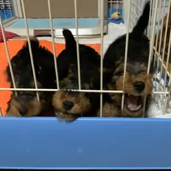 Welsh Terrier Puppies For Sale
