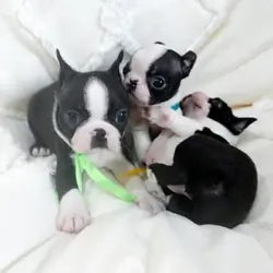 Adorable Boston Terrier