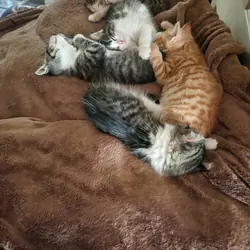 Free kittens