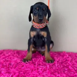 Doberman Pinscher puppies Available