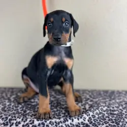 Guard Doberman Pinscher