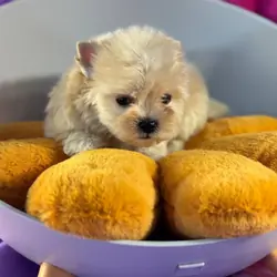 Yorkie