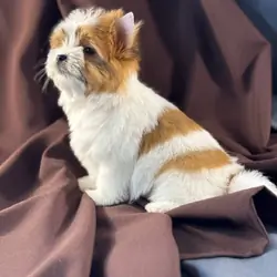 Yorkie puppy