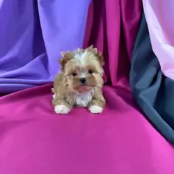 Golden Yorkie