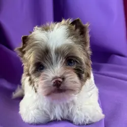 Adorable Yorkshire Terrier Puppies