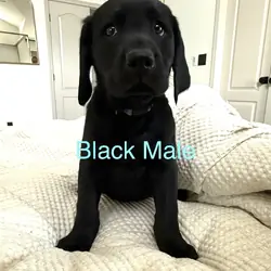 Akc Labrador puppies
