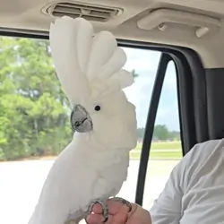 Umbrella Cockatoo