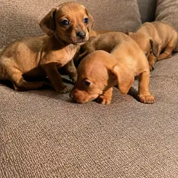 DACHSHUND ONLY FEMALES