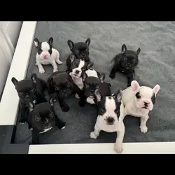 French Bulldogs