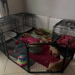 Shar-Pei