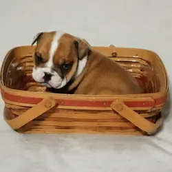 English bulldog