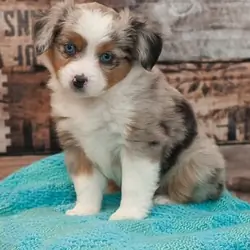 Most Lovely Australian Shepherd puppies