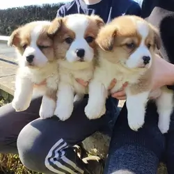 Pembroke Welsh Corgi Puppies Available