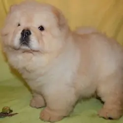 Potty Trained Chow Chow puppies available