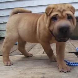 beautiful registered male and female Shar pei pupp