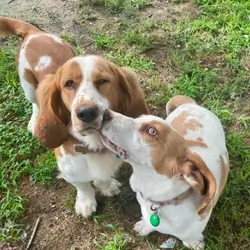 dog for sale