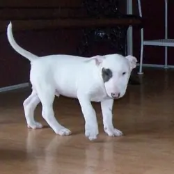 Really cute Bull Terrier male and female puppies