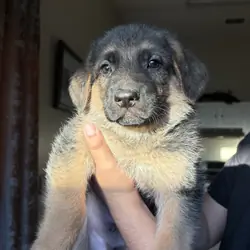 German Shepard puppies