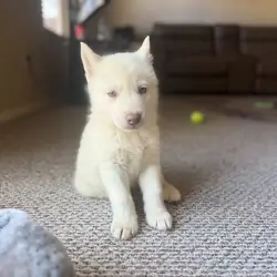 Siberian Husky