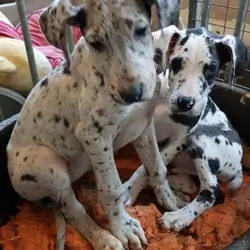 Great Dane puppies for pet lovers
